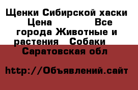 Щенки Сибирской хаски › Цена ­ 18 000 - Все города Животные и растения » Собаки   . Саратовская обл.